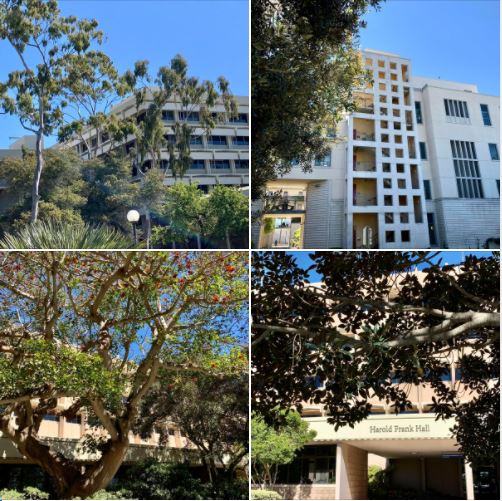 Today, at UCSB: Photos shot around the Library Plaza and Harold Frank Hall: Batch 3