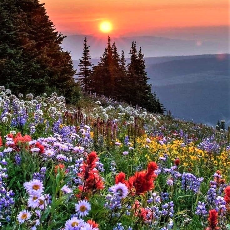 Two natural beauties in one frame: Colorful flowers and gorgeous sunset