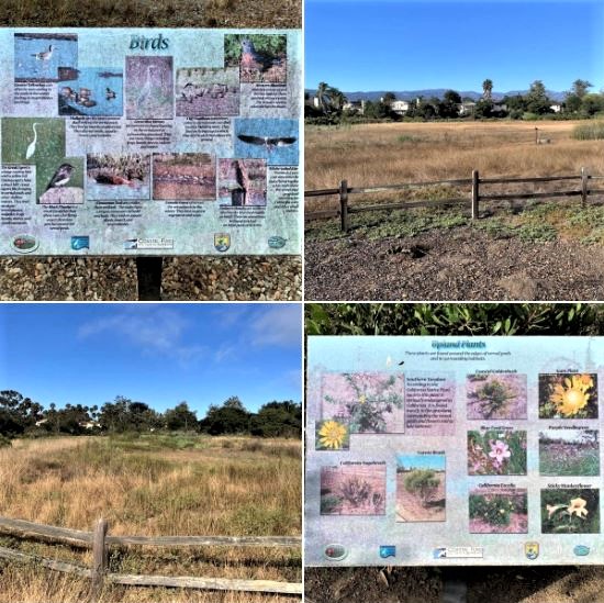 Tuesday's guided walk/tour of Goleta's Storke Ranch: Batch 3 of photos