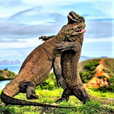Komodo dragons, the biggest lizards on Earth, fighting over territory in Indonesia