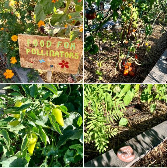 Today's UCSB-sponsored guided walk to Student Farm and Student Gardens: Batch 2 of photos