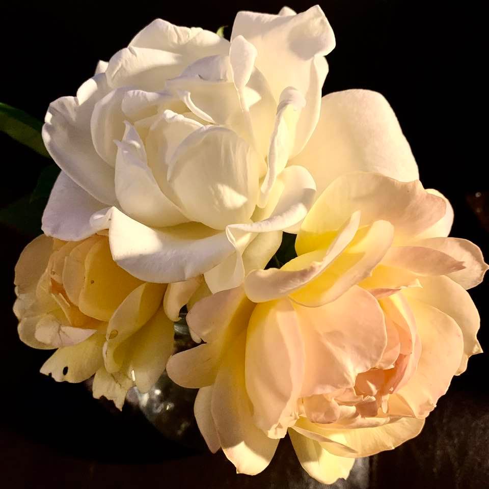 Roses from two bushes in my patio, picked last night