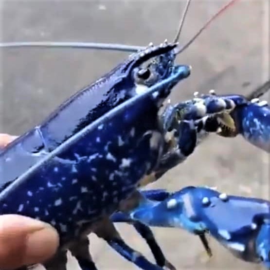 The rare (1 in 100 million) blue lobster
