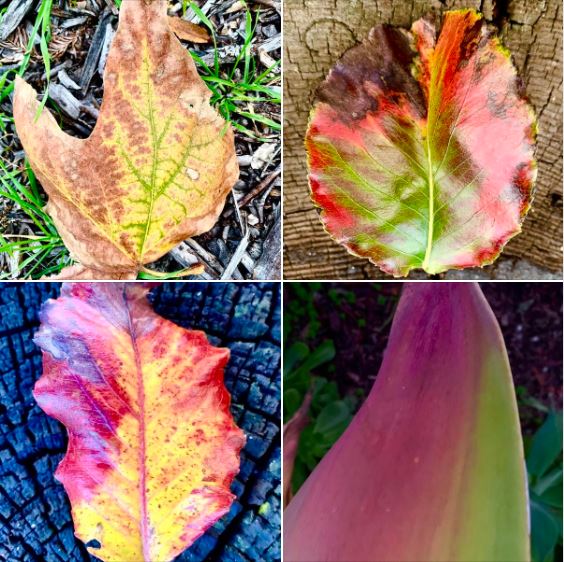 Multicolored leaves, photographed during this afternoon's walk