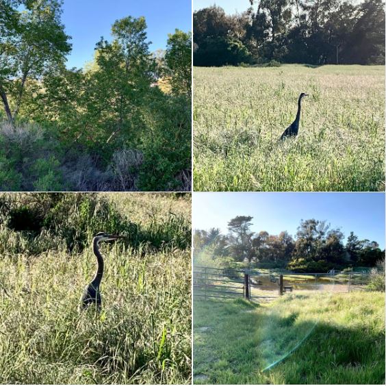 My afternoon walk on April 1, 2023: Blue skies, warm temperatures, and wonderful views of a reborn nature.