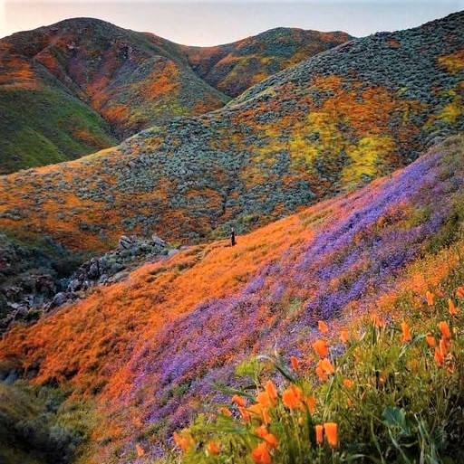 Another beautiful California super-bloom (photo credit: Ryan Resatka)