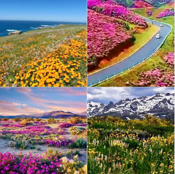 Beautiful wildflowers, in California and elsewhere