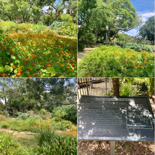 Right next to Alameda Park, where Santa Barbara Summer Solstice Festival was held today, is the beautiful Alice Keck Park Memorial Garden