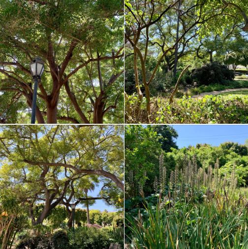 Alice Keck Memorial Gardens in Santa Barbara: Batch 3 of photos