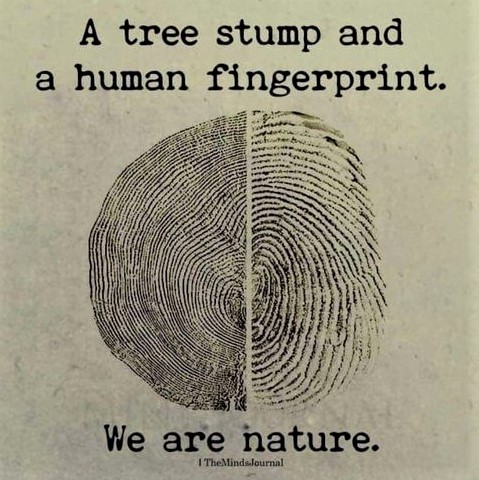 Our amazing nature: Rings in a tree stump resemble ridges in a fingerprint