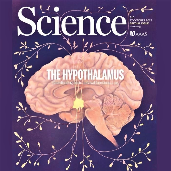 Cover image of Science magazine: The small and mighty hypothalamus