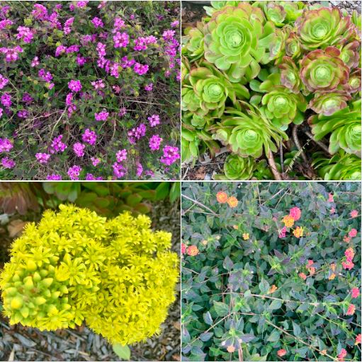 Nature photography along my 5 km walking path on Sunday: Flowers & plants