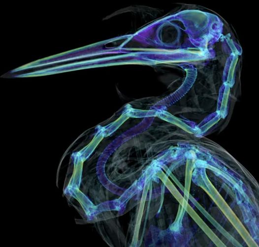 Digital dissection of museum animals: openVertebrate project