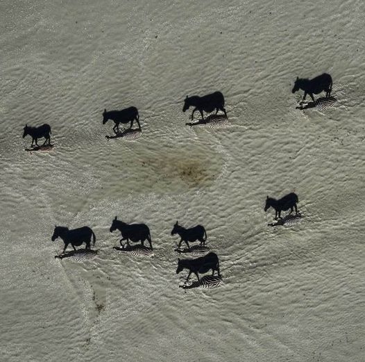 These are shadows cast by nine zebras photographed from overhead: Zoom in and you'll understand