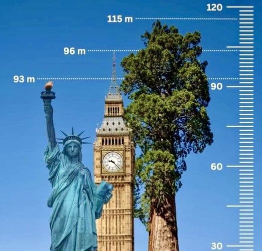 Hyperion, a coast redwood (Sequoia sempervirens) in California's Redwood National Park, is the world's tallest known living tree at 380.3 ft (115.92 m) tall