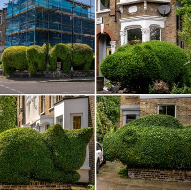 Hedges turned into works of art by Tim Bushe in his London neighborhood