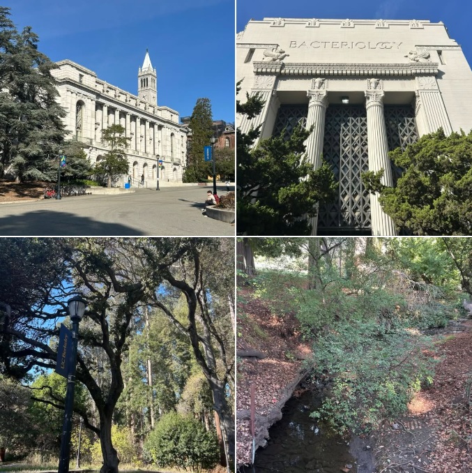 This afternoon’s walk on the UC Berkeley campus: Batch 5 of photos