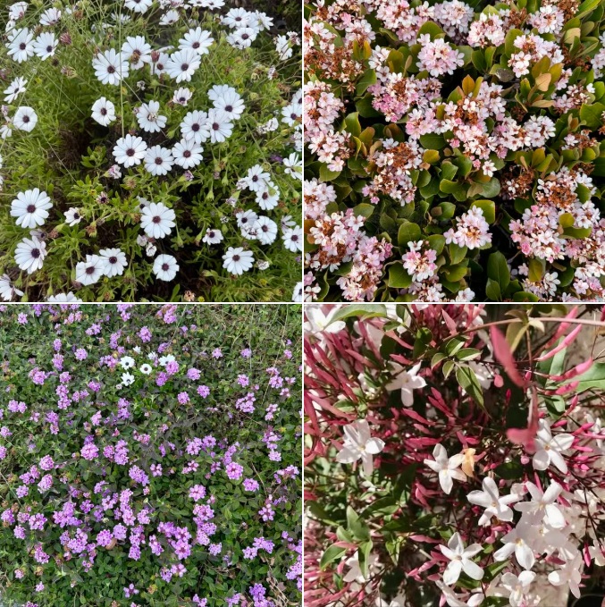 Spring is in the air: Photos taken along Santa Barbara streets during my daily walks