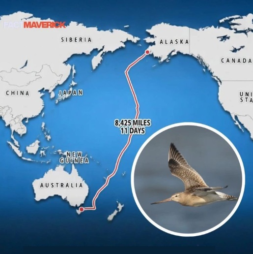 A 5-month-old bird flew nonstop 8425 miles from Alaska to Australia
