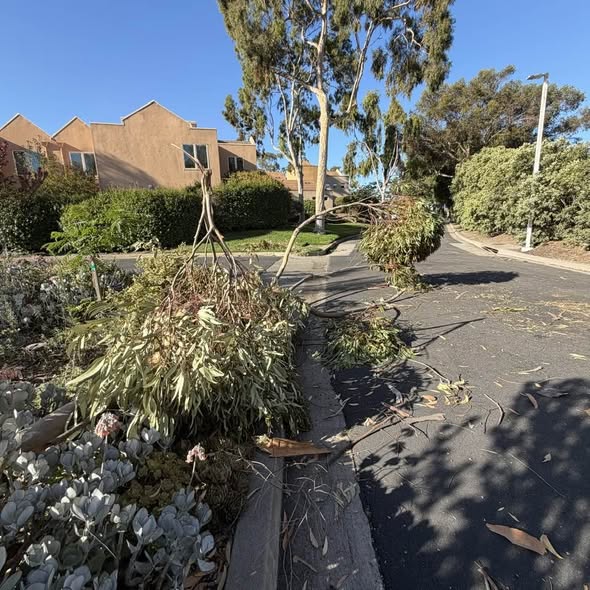 Downed tree in my housing complex from high winds in Goleta